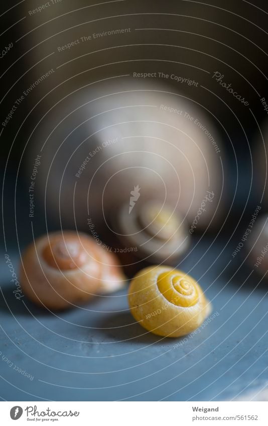 House of Time Wellness Life Harmonious Well-being Contentment Relaxation Calm Meditation Snail Group of animals Collection Collector's item To enjoy Blue Yellow