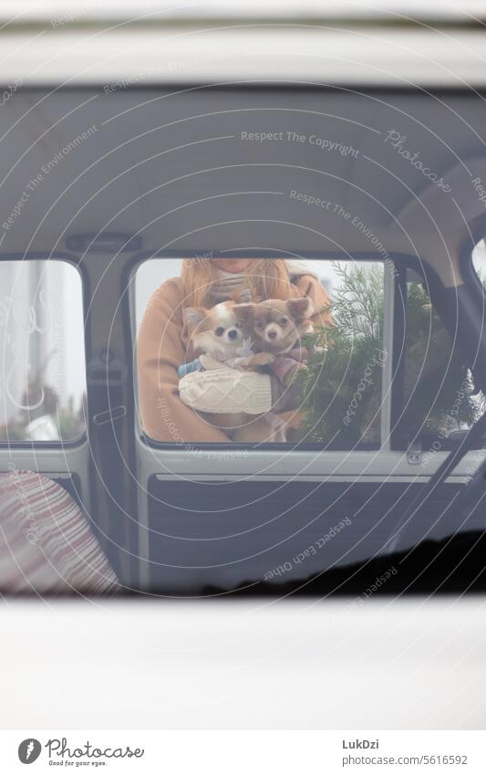 Two adorable chihuahua's photographed through car window on a winter day portrait cute Exterior shot Colour photo Dog Pet Animal fur young sweet small puppy
