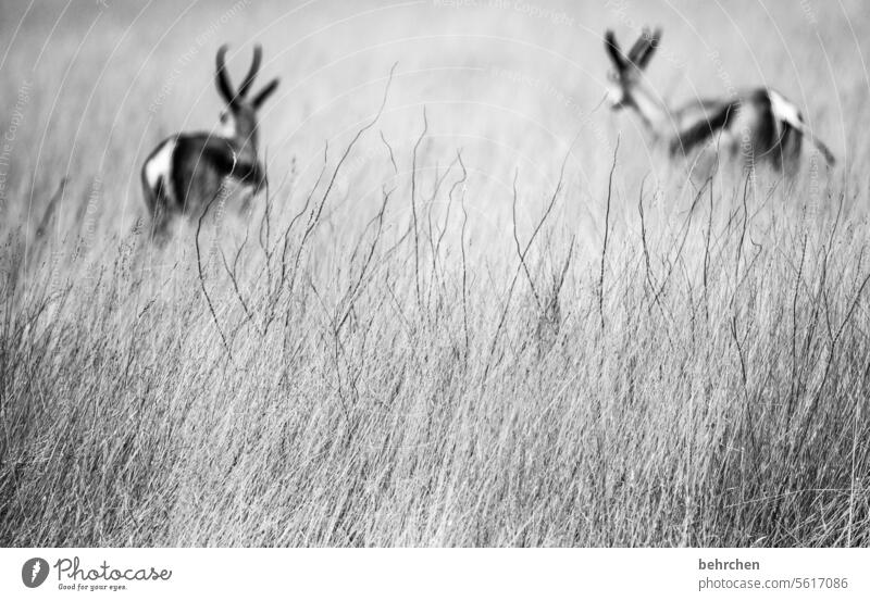 twosome blades of grass blurriness Love of animals Animal protection aridity Savannah Grass Impressive especially Landscape Vacation & Travel Freedom Nature