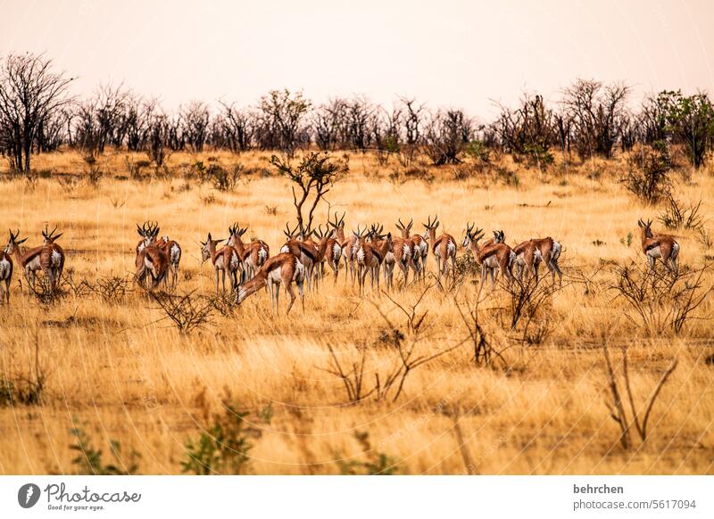 Animal Wilderness Free Exceptional Wild animal Fantastic Etosha pan etosha national park Springbok Antelope Namibia Safari Africa Far-off places Wanderlust