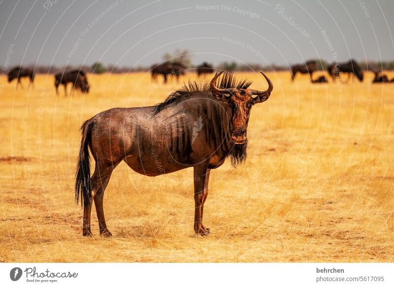 a face mask like this works wonders, doesn't it? etosha national park Etosha Etosha pan Wild animal Fantastic Exceptional Animal portrait Free Wilderness