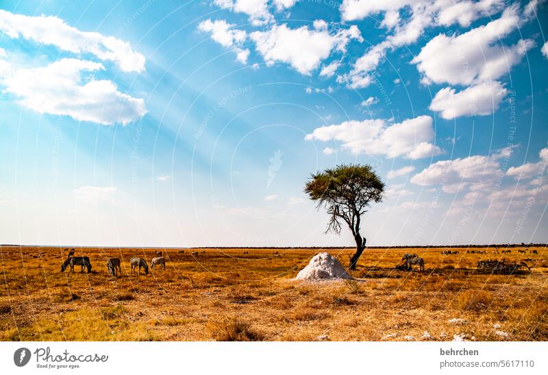 favourite place especially Impressive Adventure Freedom Vacation & Travel Landscape Nature wide Africa Namibia travel Wanderlust Far-off places Etosha pan