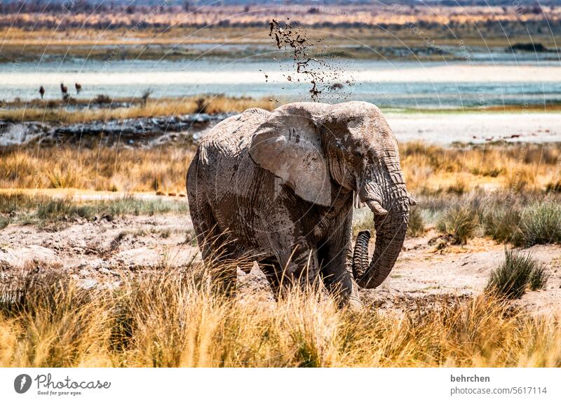 dirty day Ivory Exceptional Wild animal etosha national park Etosha Etosha pan Fantastic Elephant Bull elephant Dangerous risky Trunk peril Free Wilderness