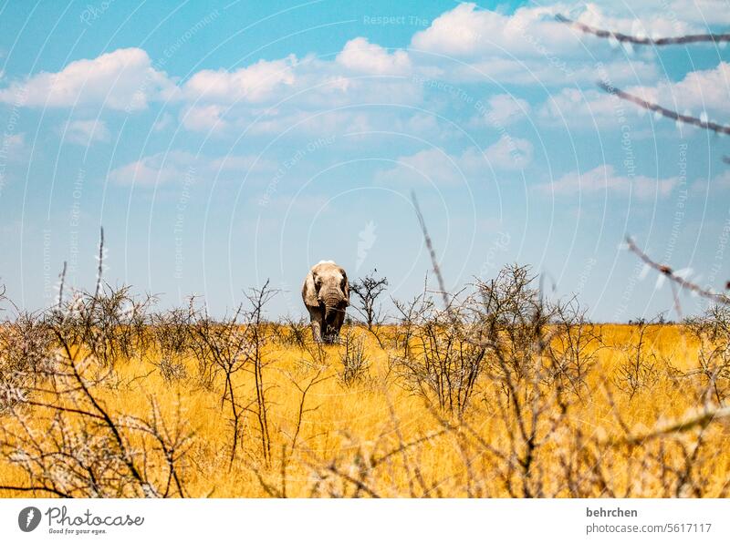 converge risky peril Dangerous Bull elephant Elephant etosha national park Etosha Etosha pan Fantastic Wild animal Exceptional Free Wilderness Animal Namibia