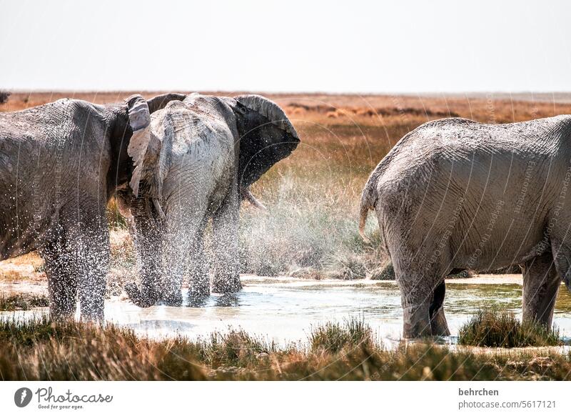 Best Elephant Long Trunk Royalty-Free Images, Stock Photos & Pictures