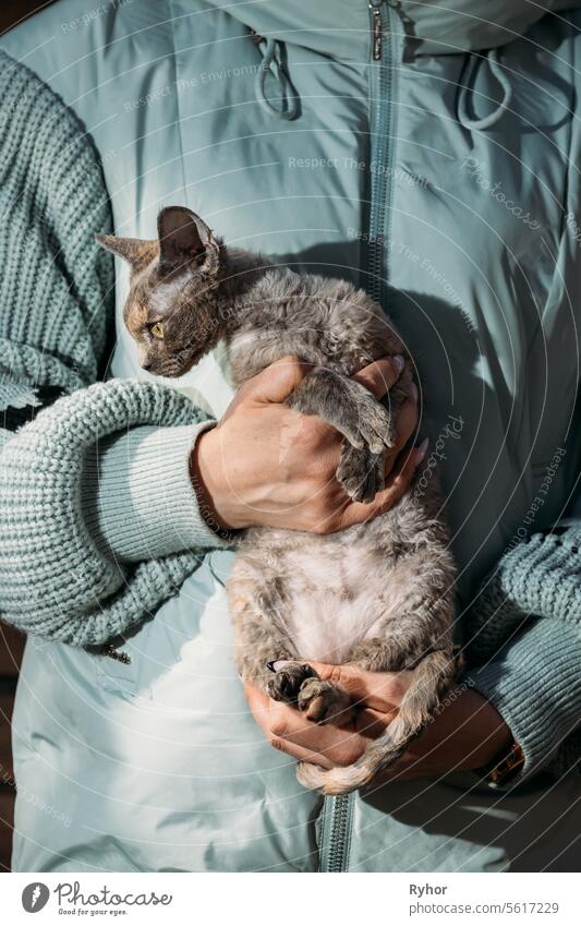 Obedient Devon Rex Cat With Brown Grey Fur Color Sit On Hands. Curious Playful Funny Cute Amazing Devon Rex Cat. Cats Portrait. Yellow Cat Eyes. Amazing Happy Pets. Pet Friendship Concept