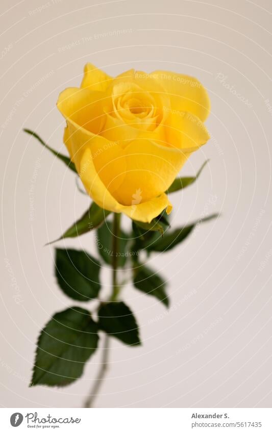 Yellow rose in front of a white wall pink yellow rose Flower Blossom Plant Friendship Romance romantic yellow roses Rose blossom Blossoming