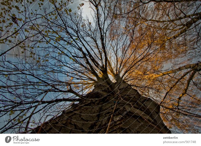 tree Garden Autumn Early fall Garden plot Light Nature November Sunset wallroth Clouds Cloud cover Tree Tree trunk Branch Twig Worm's-eye view Net Network