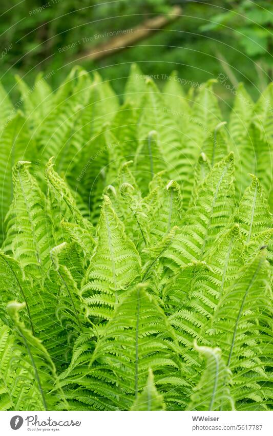 The fern grows green and lush in the partial shade of the garden Fern Garden Plant wag Nature wax out Green plant Penumbra Shadow Leaf naturally Growth Lush