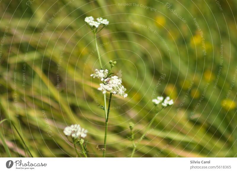 Closeup of spreading hedgeparsley flowers with green blurred background nature closeup white summer pest wildlife beetle isolated macro science detail