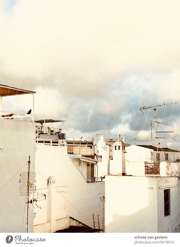 The crow observes Crow Sunlight Town White Portugal Bird Day Architecture Colour photo Exterior shot Vacation & Travel Europe House (Residential Structure)