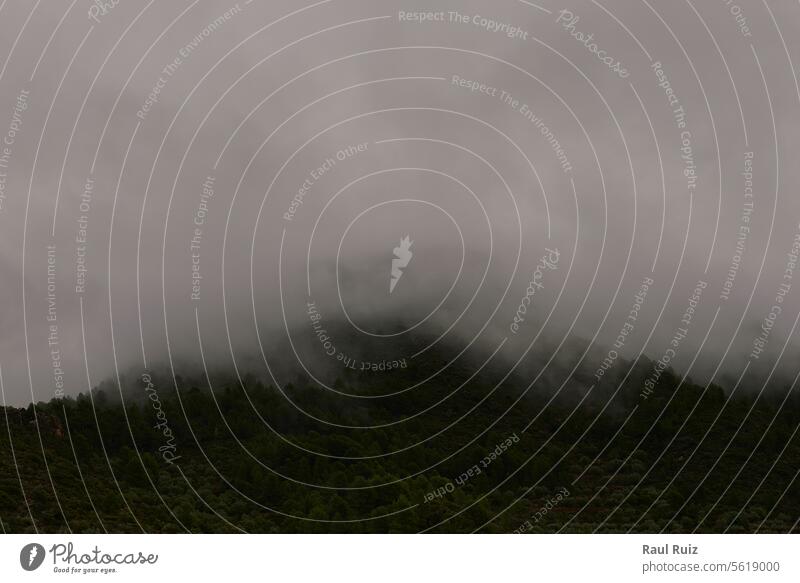 A captivating photo captures a pine forest on a hill, shrouded in thick fog that veils more than half of the hill's expanse, creating an enchanting frontal view.