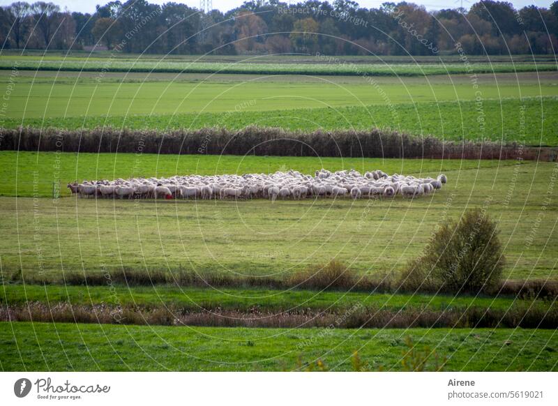 Autumn time | all my sheep Flock Group of animals Horizon naturally mares Baaa Flat Meadow To feed Farm animals Nature Landscape straight lines Pastureland