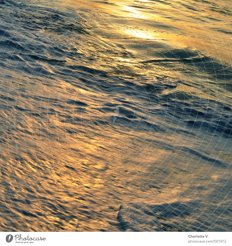 Liquid Gold Environment Nature Elements Water Sunrise Sunset Sunlight Summer Beautiful weather Waves Ocean Indian Ocean Diet Movement Illuminate Esthetic Fluid