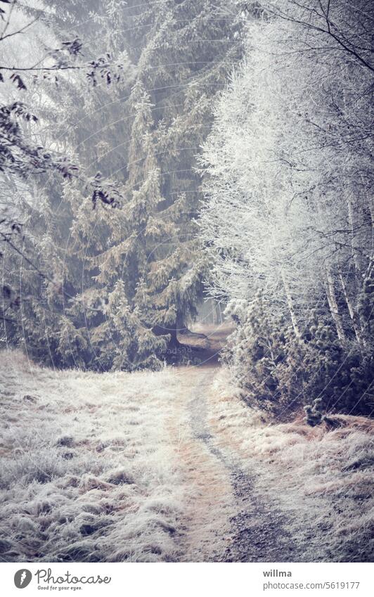 Hoarfrost, path into the wintry forest Hoar frost Cold Frost chill Forest forest path hiking trail nature trail winter Winter Frozen Erz Mountains Stengelhaide