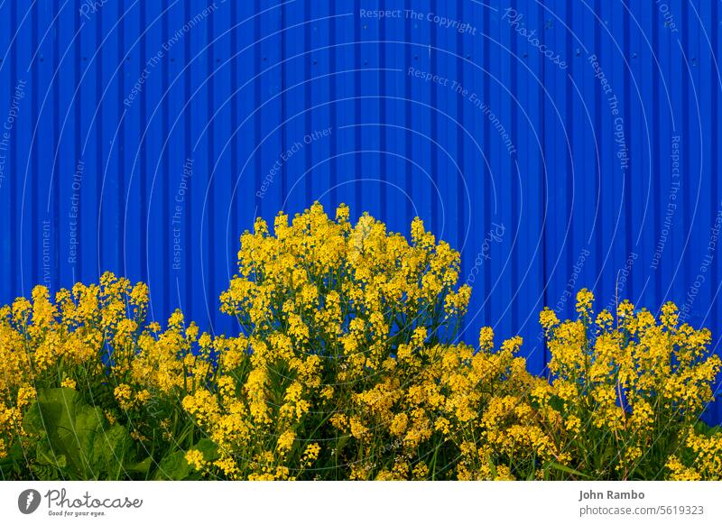 Barbarea vulgaris or Yellow Rocket or Garden yellowrocket flowers on blurry blue fence background. Strong opposite colors contrast deadpan vivid outdoor