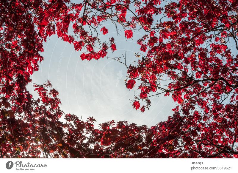 red-leaf Leaf canopy Red Sky Beautiful weather Nature Twigs and branches Autumn Environment