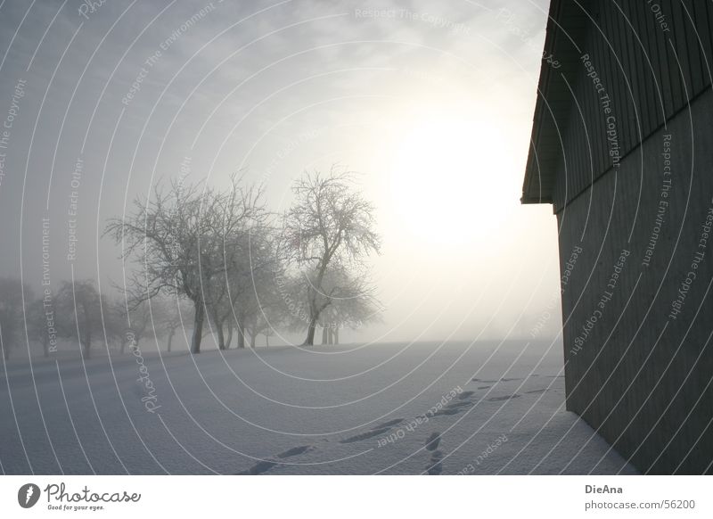 Tracks in the snow Winter March Tree Snow layer Cold White Morning Footprint Hope Fog Hut Sun trees