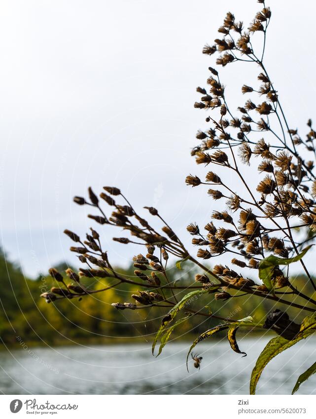 Lakeside #plants Nature Plant Close-up Exterior shot Colour photo Flowers and plants