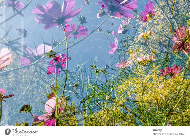 Always stay wild Worm's-eye view Abstract Multicoloured Fragrance Meadow flower Growth Double exposure Surrealism Perspective Colour Anticipation Spring fever