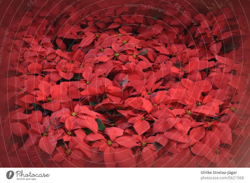 Sea of red poinsettias - a Royalty Free Stock Photo from Photocase
