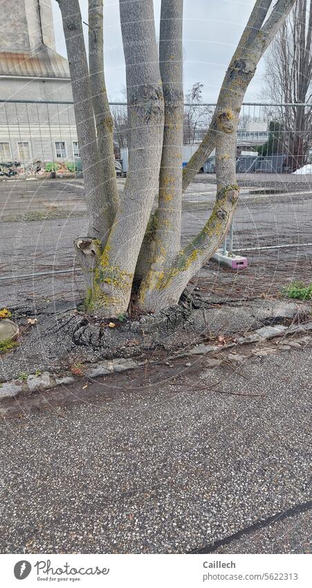 Tree breaks resistance Asphalt Damage Will to live Morale Endurance Brave Destruction Force will Life Nature Freedom Colour photo Exterior shot Deserted Day