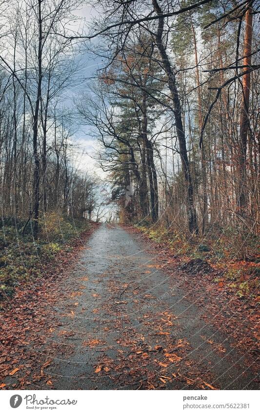 herbstliches | gekleckere Herbst Herbstlaub feucht Bäume Weg Schmutz Wald Spaziergang Landschaft Blätter Laub Farbkleckse natürlich Natur