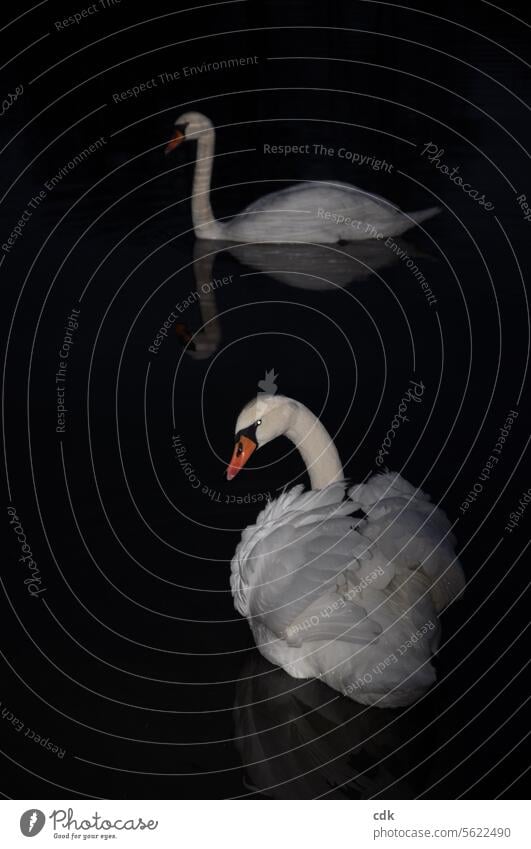 Darkness in the dark. | A pair of swans on their way on a dark lake. Swan swan pair Animal Lake White Bird Water Nature Elegant Beak Float in the water Esthetic