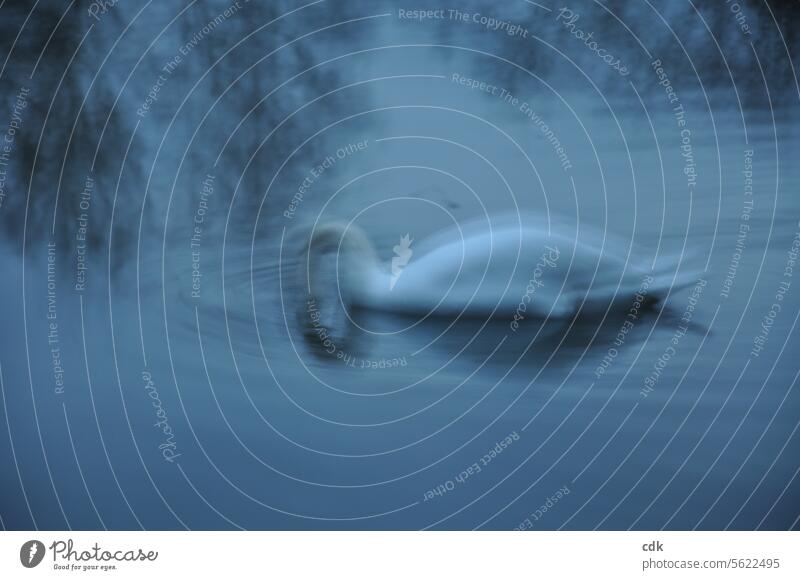 Dream sequence: immersion in the other world | the white swan as a companion animal in mythology | time of transition from the old to the new year. Swan Bird