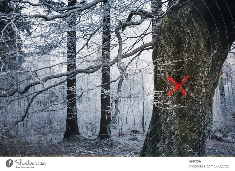 Red Cross in the winter forest Winter trees Snow Forest Cold Deserted Frost Winter's day Winter mood Crucifix Label Exterior shot chill winter landscape