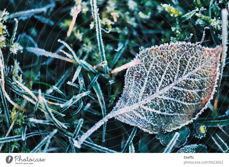 ground frost frosty Frost Leaf Rachis Green Lawn Grass Hoar frost chill Hoarfrost covered Cold icily Freeze frozen leaf icy cold frozen ground freezing cold