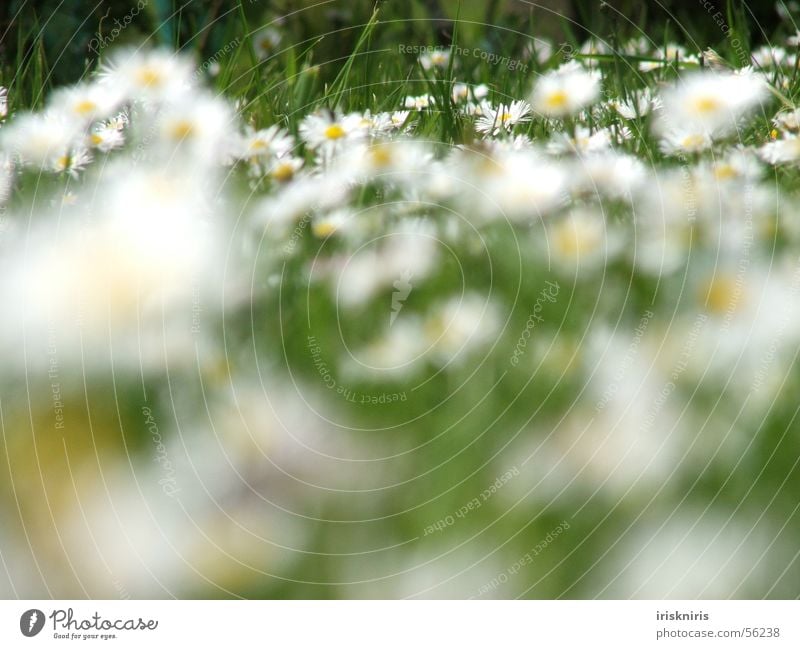 Daisies in the wind Meadow Daisy Flower Green Grass Blossom Summer Seasons Break Blur Blade of grass Exterior shot Macro (Extreme close-up) Close-up Spring