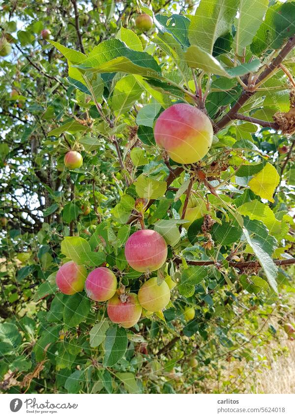 an apple a day keeps the doctor away | enough for the week Apple Tree leaves Healthy fruit Fruit Food Nutrition Fresh Delicious Organic produce Vegetarian diet