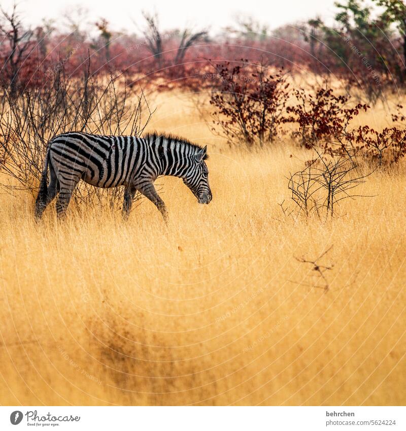 be small etosha national park Etosha Etosha pan Exceptional Animal portrait Fantastic Wild animal Free Wilderness Zebra Safari travel Wanderlust Far-off places