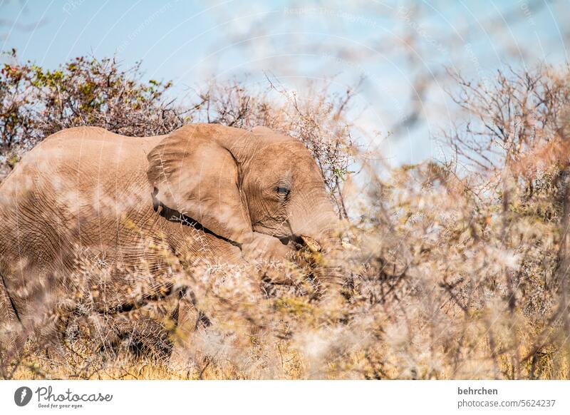 Animal Elephant etosha national park Etosha Etosha pan Wild animal Fantastic Exceptional Wilderness Free Namibia Safari Far-off places Wanderlust Africa