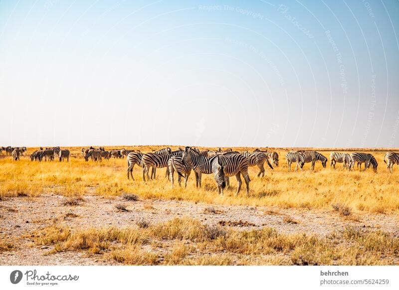 streaky Herd Etosha etosha national park Etosha pan Exceptional Animal portrait Wild animal Fantastic Free Wanderlust Wilderness Zebra travel Safari