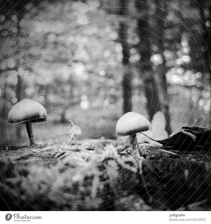 in the wood Forest Nature mushrooms Mushroom Small Cute Autumn naturally Plant Woodground Moss Mushroom cap Square Black & white photo