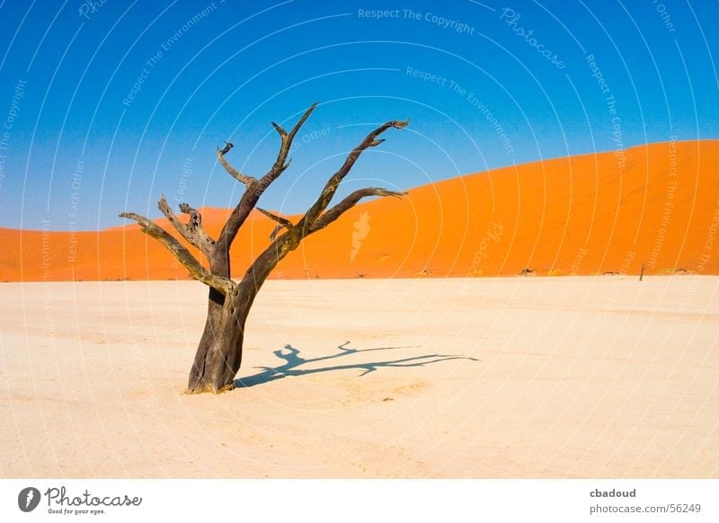 Dead Acacia Tree in Namib desert Landscape Sand Sky Cloudless sky Warmth Desert Serene Death Loneliness Namibia Leafless Colour photo Multicoloured