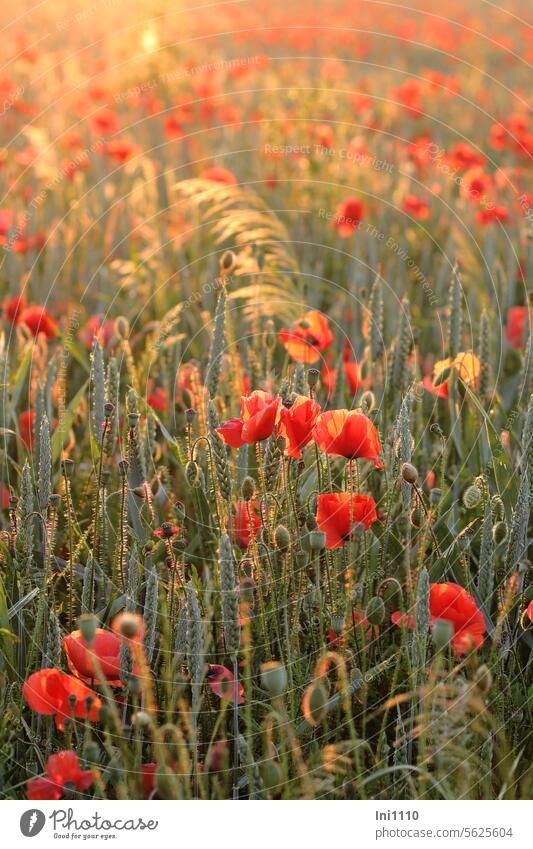 first mo(h)nday in the new year Summer Nature Agriculture acre Field plants Cornfield Corn poppy Poppy Red poppy blossoms poppy buds poppy seed capsules Wheat