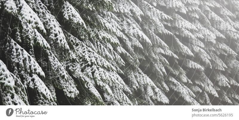 Snow in the fir trees background firs conifers snowy Winter Nature Forest Landscape Cold chill Exterior shot Frost Tree Winter mood Snowscape Winter's day White