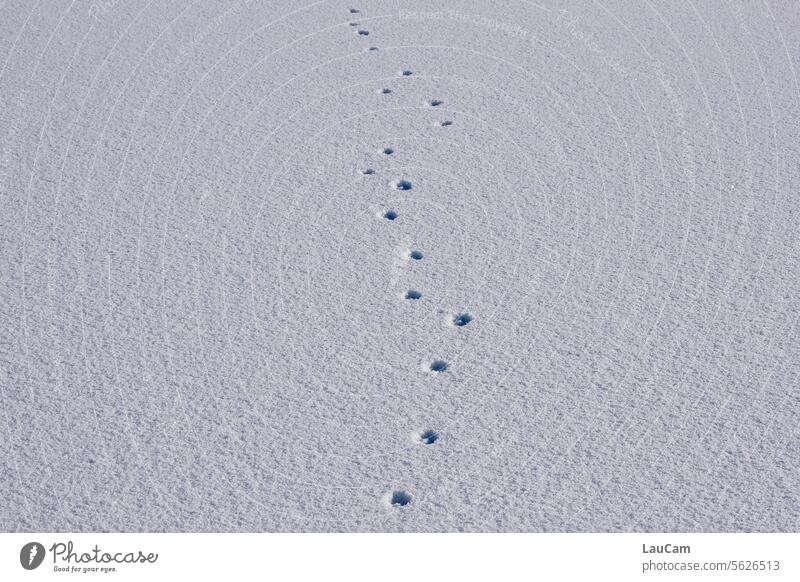 Loner - lonely trail in the snow Snow layer Footprint footprints Animal tracks Animal Trace Tracks cross Right ahead tracks in the snow Winter Winter mood