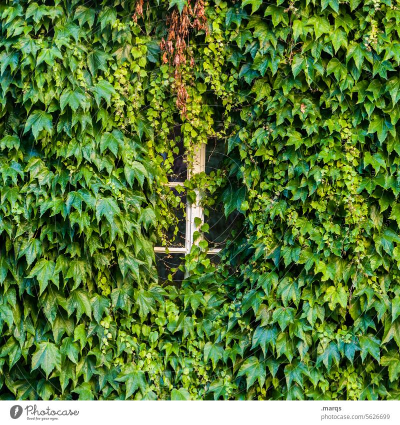 Ivy on windows Plant Green facade overgrown become overgrown window grilles leaves Frame Window Nature Creeper Tendril Overgrown Wall (building) Growth Facade