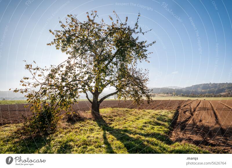 spring morning Rural Tree Deciduous tree acre Agriculture Nature Spring Beautiful weather Cloudless sky Shadow Landscape Field