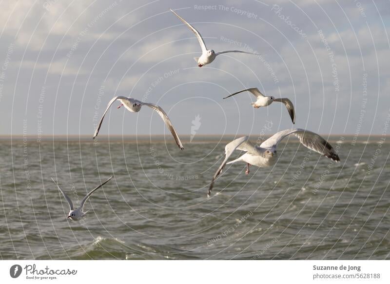 seagulls flying above the see with a little beach in the background bird birds ocean Seagull photography animal seabird coast Animal Sky Ocean Wild animal