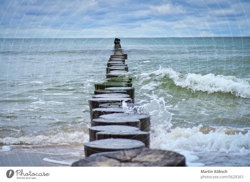 Groynes jut out into the Baltic Sea. Wooden trunks to protect the coast. Landscape sea beach water calm vacation recreation baltic wave nature sand tourism sky