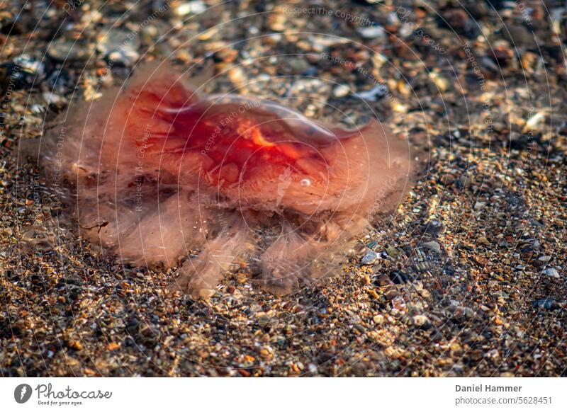 Fire jellyfish in the Baltic Sea - water in December on the beach with sand and small stones Lion's mane jellyfish Jellyfish Baltic coast baltic sea fjord Bow