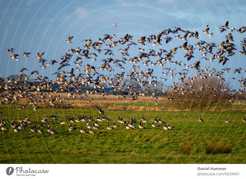 Flock of Brent Geese - Flight start in a nature reserve on the Baltic Sea Ringlet goose Flock of birds Flying Sky Flight of the birds Wild animal Migratory bird