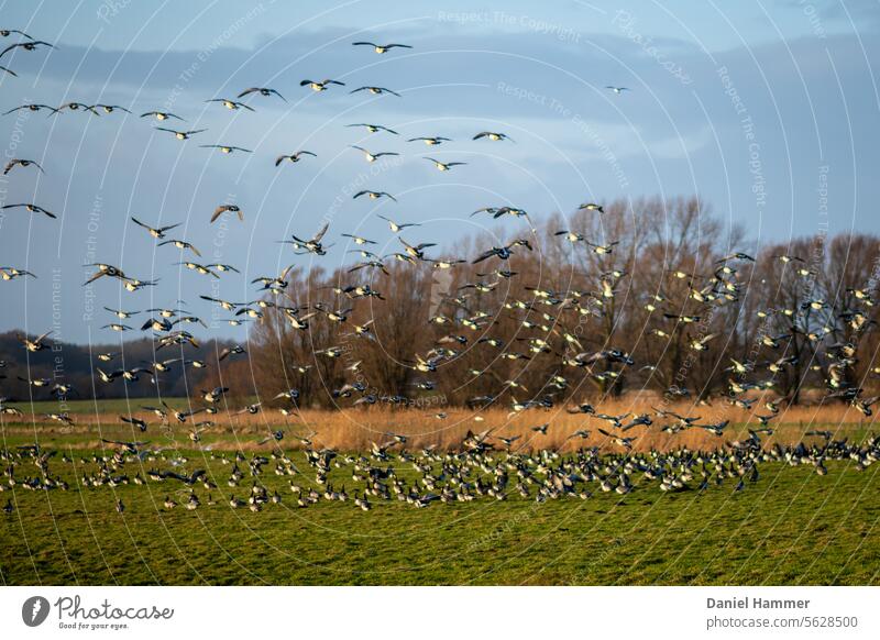 Flock of Brent Geese - Flight start in a nature reserve on the Baltic Sea Ringlet goose Flock of birds Flying Sky Flight of the birds Wild animal Migratory bird