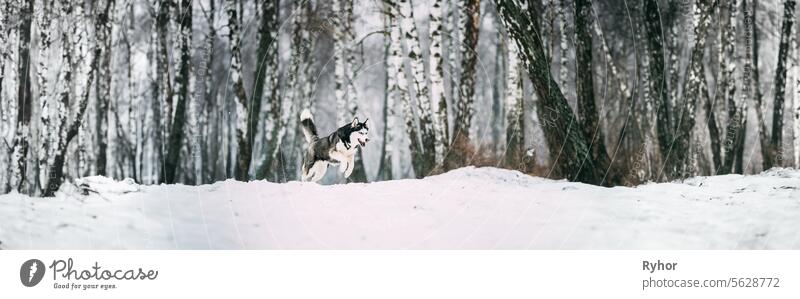 Siberian Husky Dog Funny Running Outdoor In Snowy Forest At Winter Day copyspace gray animal husky nature young run pedigree dog siberian panoramic shot forest