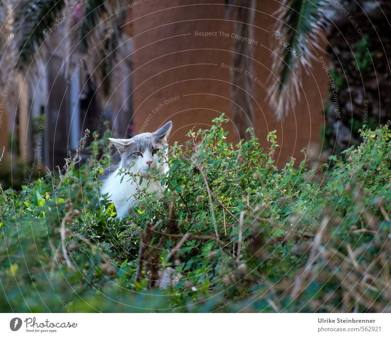 Gatto di strada 2 Bushes Leaf Palm frond Park Cagliari Sardinia Places Building Facade Animal Pet Cat Animal face Street cat 1 Observe Sit Wait Curiosity Town